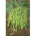 Haricot nain satelit 70g - les graines bocquet - 70g Haricot nain satelit 70g - les graines bocquet - 70g