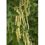 Haricot À rames mangetout monte gusto - les graines bocquet - 50g Haricot À rames mangetout monte gusto - les graines bocquet - 50g
