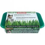 Herbe  chat