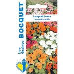 Impatiens hoolstii vari�e - les graines bocquet - 0, 2g