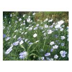 Lin vivace bleu - les graines bocquet - 2g