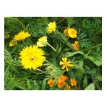 Mlange cologique de graines de fleurs rpulsifs nmatodes - les graines bocquet - 10g