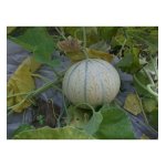 Melon stellio hyb f1 - les graines bocquet - 0, 2g