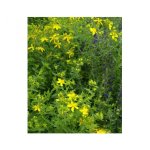 Millepertuis ( hypericum perforatum ) - les graines bocquet - 0, 1g