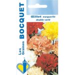 Oeillet marguerite annuel vari - les graines bocquet - 0, 5g
