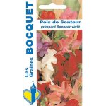Pois de senteur grimpant spencer vari� - les graines bocquet - 6g