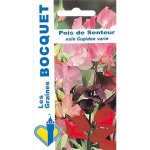 Pois de senteur nain cupidon vari� - les graines bocquet - 5g