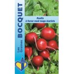 Radis  forcer rond carlate - les graines bocquet