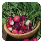 Radis en mlange - les graines bocquet - 10g