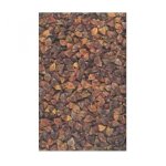 Sarrasin (fagopyrum esculentum) - les graines bocquet - 10g