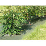 Toile de paillage tissée standard marron 1, 05x20m Toile de paillage tissée standard marron 1, 05x20m