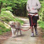 Trixie ceinture ventrale avec laisse m - l - rouge - pour chien Trixie ceinture ventrale avec laisse m - l - rouge - pour chien