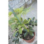 Tuteur plastique 20 pi�ces