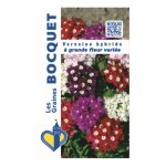 Verveine hyb � grande fleur vari�e - les graines bocquet - 0, 5g