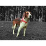 Yago collier de chasse - orange fluo - ultra resistant pour chien