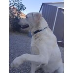 Yago collier pour chien en nylon, couleur bleu / bleu ciel, pour moyen chien, taille m 34 - 53 cm